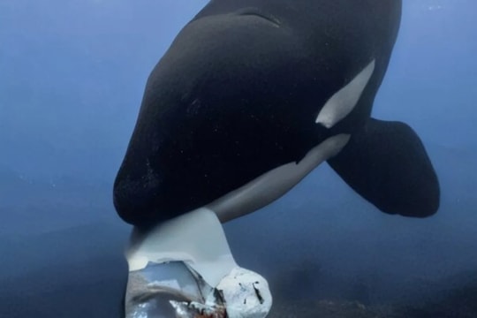 Cá voi sát thủ chia sẻ thức ăn với con người