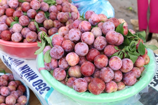 Ứng dụng công nghệ sau thu hoạch: Đòn bẩy đưa nông sản Tây Bắc vươn xa