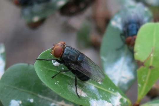 Mỹ: Thả ruồi vô sinh để ngăn chặn giòi ăn thịt đáng sợ