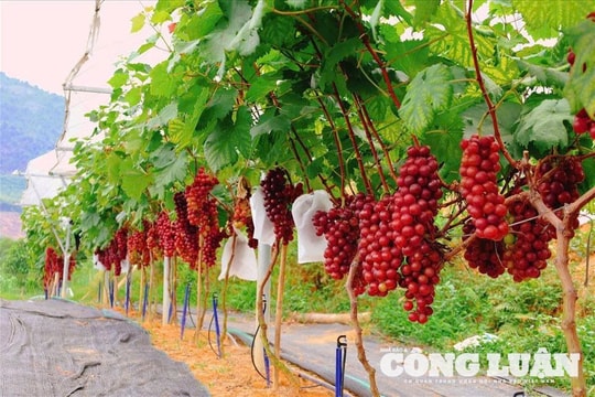 Tăng cường giám định tư pháp trong lĩnh vực nông nghiệp và môi trường