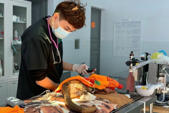 Ngành Thú y năm 2025: Học phí dao động từ 14 đến gần 40 triệu đồng/năm