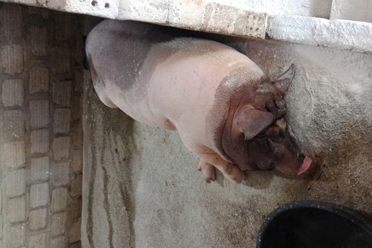 Nhiều ổ dịch tả lợn châu Phi, hơn 11 tấn lợn bị tiêu hủy