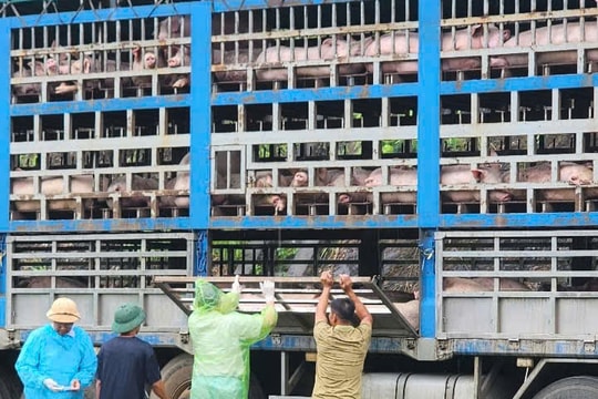 Bắt giữ xe tải chở gần 200 con lợn nhiễm dịch tả châu Phi