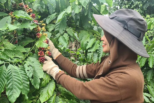 Gia Lai: Kết quả ấn tượng từ chương trình giảm nghèo bền vững