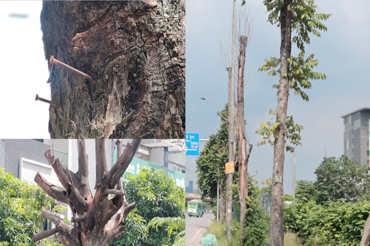 Hà Nội: Cây xanh chết khô hàng loạt trên nhiều tuyến phố chưa được xử lý, tiềm ẩn nguy cơ mất an toàn