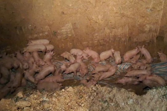 Lợn nhiễm dịch tả châu Phi trên đường về Hà Nội: Phát hiện phút chót, tiêu hủy trong đêm