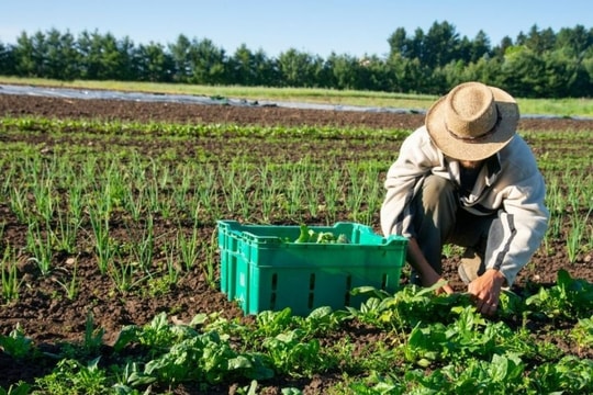 Nông nghiệp xanh bị 'trói tay' vì thiếu luật, thiếu tiền, thiếu người dẫn dắt