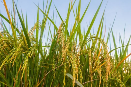 Giá lúa gạo hôm nay 16/7: Gạo xuất khẩu giảm sâu, thị trường nội địa ổn định