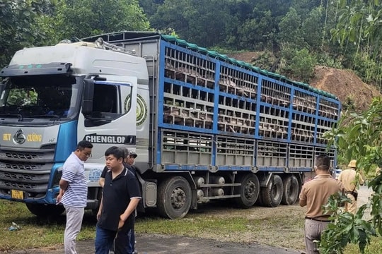 Phú Thọ: Dịch tả lợn châu Phi xuất hiện ở 14 xã, nguy cơ lây lan rất cao