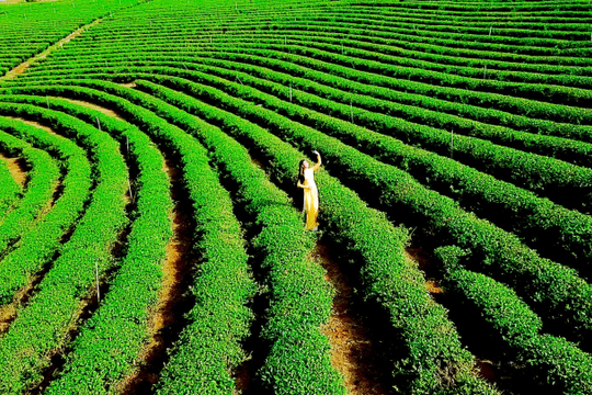 Lâm Đồng - Việt Nam sẽ trở thành trung tâm trà của thế giới