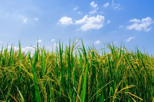 Giá lúa gạo hôm nay 19/7: Gạo nguyên liệu giảm 50 đồng/kg, thị trường giao dịch trầm lắng