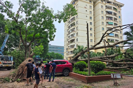 Hơn 940 cây xanh đổ gãy sau dông lớn, Hà Nội khẩn trương khắc phục