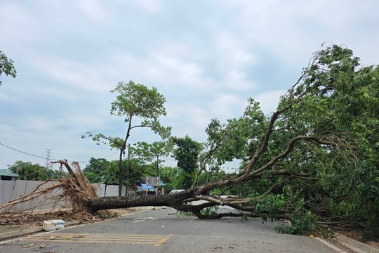 Hà Nội trực 24/24 giờ ứng phó bão Wipha