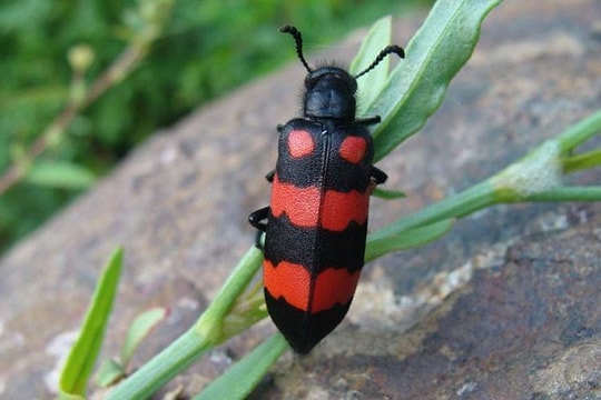 Lào Cai: Cảnh báo dùng sâu Ban Miêu làm thuốc cường dương, dễ gây ngộ độc chết người