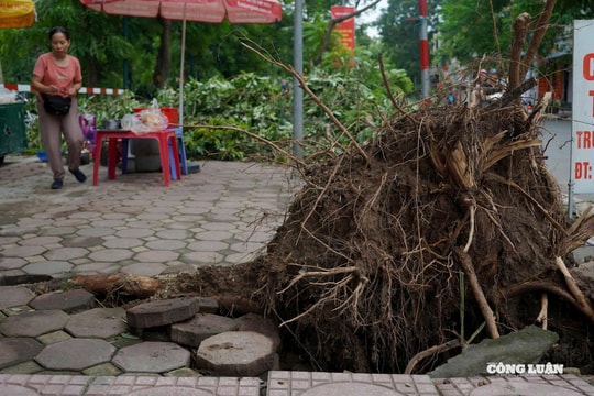 Hà Nội: Nhiều cây xanh bật gốc, gãy đổ chờ được di dời