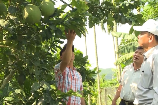 Giảm nghèo từ chuyển đổi cơ cấu cây trồng tại Quảng Ngãi