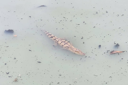 TP HCM: Con cá sấu ở kênh Nước Đen đã bị bắt