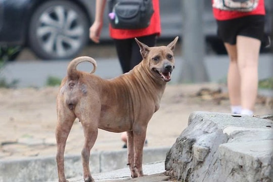 Xuất hiện ổ dịch chó dại ở Quảng Ngãi