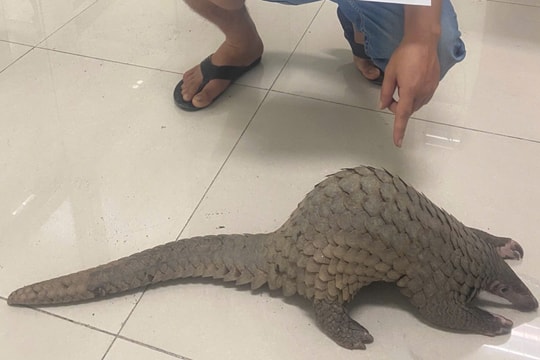 Tạm giữ hình sự 3 đối tượng mua bán, vận chuyển tê tê Java