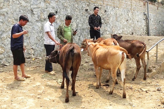 “Ngân hàng bò” – Tạo sinh kế bền vững cho người nghèo