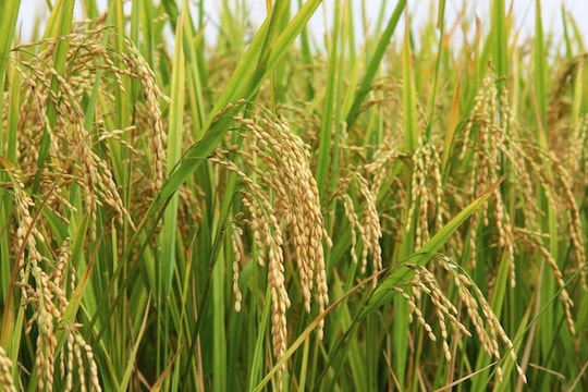 Giá lúa gạo hôm nay 22/7: Gạo nguyên liệu tăng 200 - 300 đồng/kg, thị trường giao dịch chậm