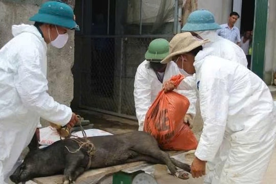 Nghệ An: Yêu cầu quyết liệt phòng, chống dịch tả lợn châu Phi