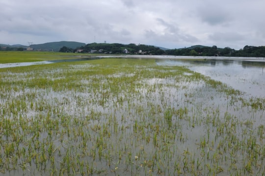 Thanh Hóa: Hơn 7.000ha lúa bị ngập, huy động 151 máy bơm tiêu úng