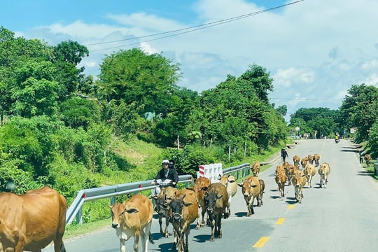 Gia Lai: Tông trúng con bò trên đường, thanh niên tử vong tại chỗ