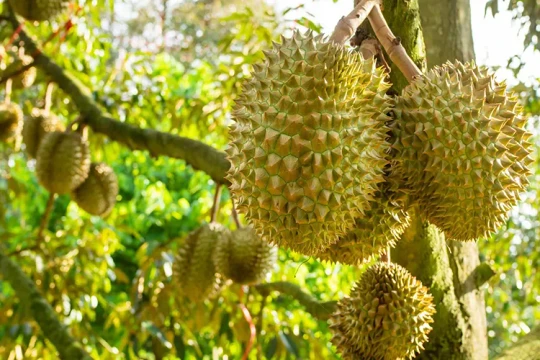 Giá sầu riêng hôm nay 23/7: Lao dốc về đáy, thị trường xuất khẩu gặp nguy cơ