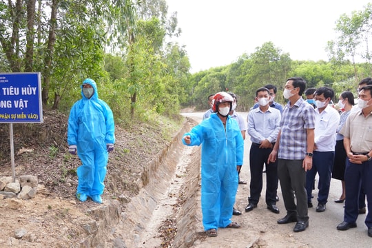 4.600 con lợn bị tiêu hủy, Quảng Trị "căng mình" chặn dịch tả châu Phi lan rộng