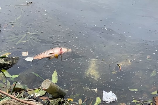 Hà Nội: Công viên Võ Thị Sáu cảnh quan xuống cấp, môi trường ô nhiễm