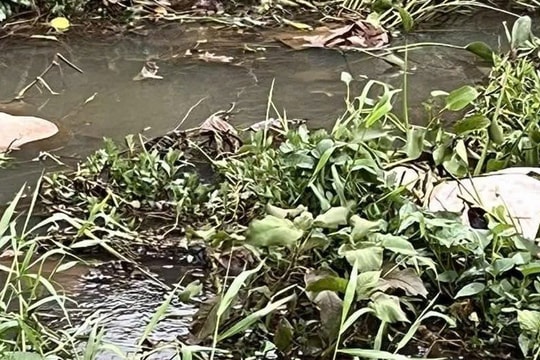 Gia Lai: Phát hiện nhiều xác heo nổi  ở bờ kè suối Hội Phú