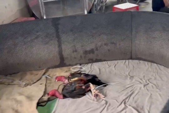 Biến tư gia thành sới đá gà phục vụ con bạc để thu 'tiền xâu'