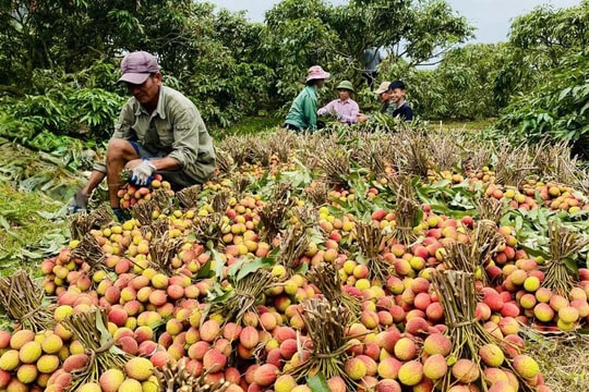 Quảng Ninh: Người dân được hỗ trợ tới 60 triệu đồng/ha khi bị ảnh hưởng bởi thiên tai