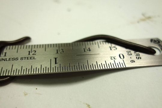 Loài rắn nhỏ nhất thế giới tái xuất sau gần 20 năm