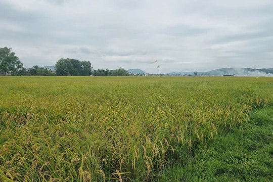 Sai phạm tại Công ty Nông lâm nghiệp Kiên Giang: Cần xử lý nghiêm trách nhiệm tổ chức, cá nhân liên quan