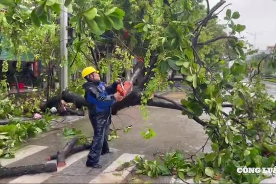 Thanh Hoá: Kịp thời dọn dẹp cây xanh bị đổ, gãy do bão số 3
