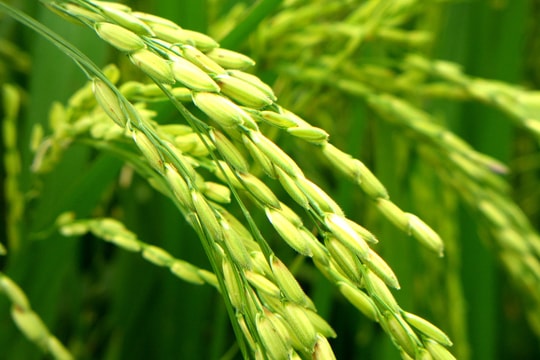 Giá lúa gạo hôm nay 26/7: Thị trường nội địa tăng đều, giá gạo Ấn Độ lao dốc