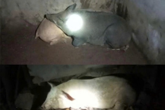 Gia Lai: Kịp thời ngăn chặn việc người dân mang heo nghi nhiễm bệnh về nhà giết thịt