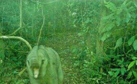 Phát hiện voi con trong khu bảo tồn ở Đà Nẵng