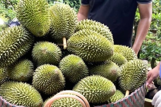 Giá sầu riêng hôm nay 28/7: Xuất khẩu khởi sắc, giá nội địa tăng nhẹ tại nhiều vùng trồng trọng điểm