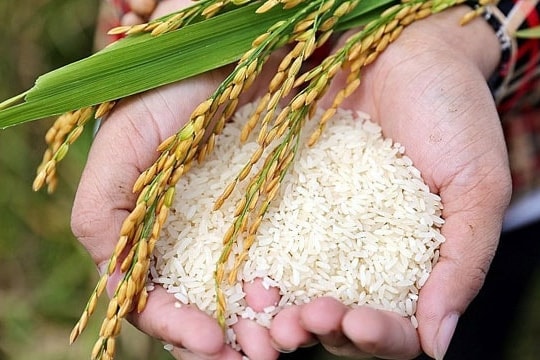 Giá lúa gạo hôm nay 19/10: Thị trường ổn định, xuất khẩu chững lại do Philippines và Indonesia siết nhập khẩu