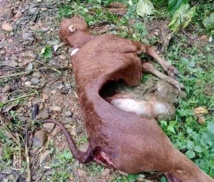 Sói hoang tấn công gia súc ở Điện Biên, thiệt hại gần 350 triệu đồng