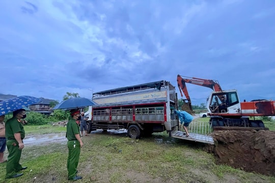 Lào Cai: Kịp thời tiêu hủy số lợn nhiễm bệnh châu Phi trên đường mang đi tiêu thụ