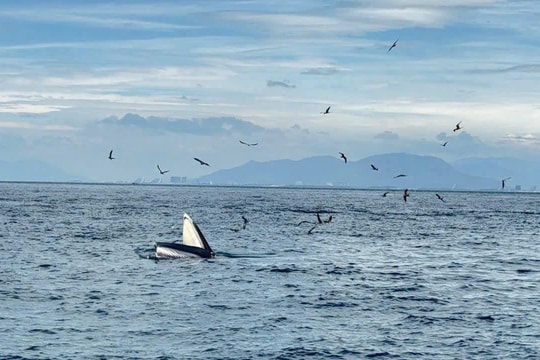 Cá voi xuất hiện liên tiếp trên vịnh Nha Trang