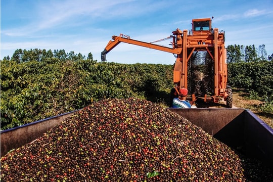 Giá nông sản hôm nay 30/7/2025: Cà phê thiết lập giá mới, giá tiêu xuất khẩu lao dốc
