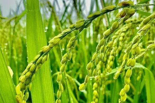 Giá lúa gạo hôm nay 30/7: Lúa tươi tăng nhẹ, thị trường mua bán chững lại