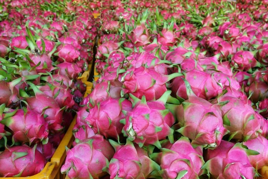 Các địa phương lúng túng khi được phân cấp, phân quyền trong lĩnh vực trồng trọt và bảo vệ thực vật