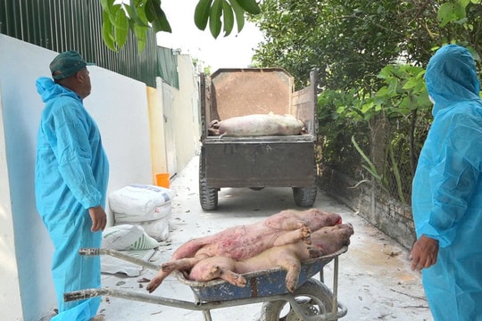 Nguy cơ dịch tả lợn châu Phi lan rộng sau mưa bão