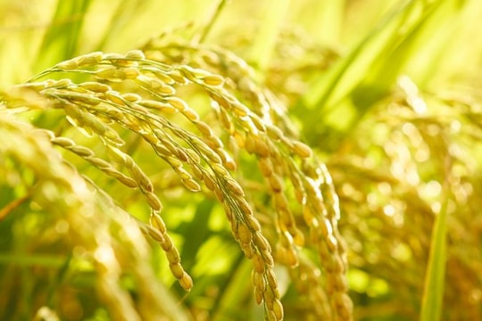 Giá lúa gạo hôm nay 31/7: Gạo xuất khẩu Việt Nam tăng mạnh, thị trường nội địa giữ giá ổn định